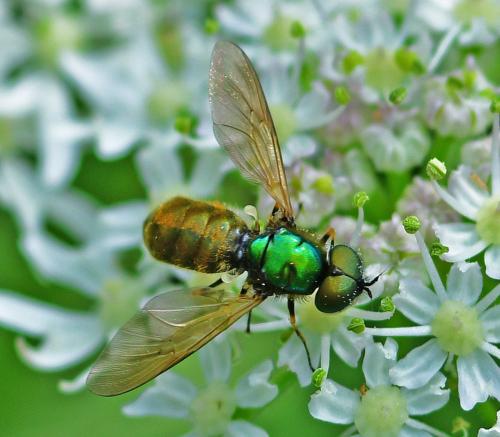 Chloromyia formosa